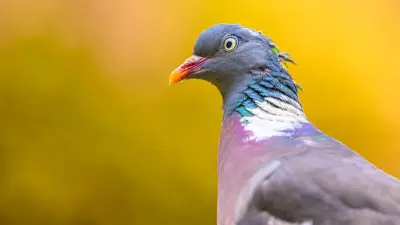 Pigeon bloque des montagnes russes : deux personnes coincées à 10 mètres