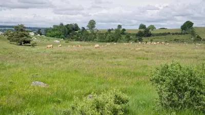 PSE Aubrac : 115 éleveurs récompensés pour préserver zones humides