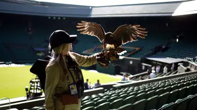 Rufus, la buse de Harris qui protège Wimbledon des pigeons depuis 2008
