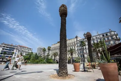 Toulon : 12 palmiers décimés par le charançon rouge place de la Liberté