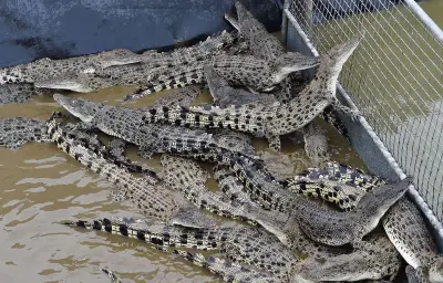 Une vidéo virale de crocodile est en fait un deepfake