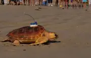 33 tortues caouannes relâchées sur l'Île de Ré après des mois de soins