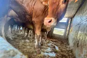 45 vaches bloquées dans les Alpes-Maritimes reprennent la route vers l'Italie