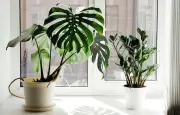 9 plantes d'intérieur pour purifier l'air de votre maison