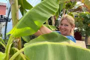 Banane du Var : une culture exotique qui s'adapte au changement climatique