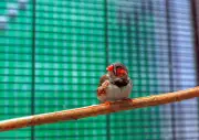 Bientôt capables de parler avec les oiseaux grâce à l'IA
