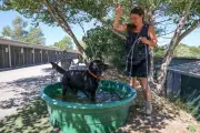 Canicule : briser une vitre pour sauver un animal est légal