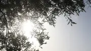 Canicule : l'Espagne, modèle mondial de lutte contre les chaleurs extrêmes