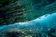 Canicule marine en Méditerranée : +8°C d'anomalie, un record alarmant
