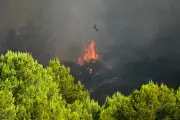 Canicules : jusqu'où les arbres résisteront-ils ?