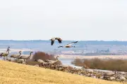 «Fenêtre sur grues» : Lisa Ridzén explore la poésie des chantiers