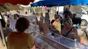 Foire du terroir du Cap d'Agde : saveurs et nouveaux producteurs