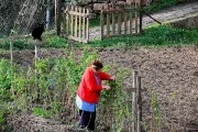 Le jardin de nos grands-parents : portillon, cabanon et souvenirs