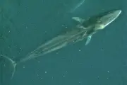 Méditerranée : préserver la faune marine varoise