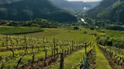Millau Grands Causses rejoint l'ANEV pour soutenir l'appellation Côtes de Millau