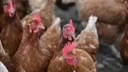 Opération sauvetage de 4 000 poules pondeuses à Bagnols-sur-Cèze