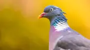 Pigeon bloque des montagnes russes : deux personnes coincées à 10 mètres
