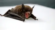 Pilote américain attaqué par des chauves-souris dans un hôtel à Denver