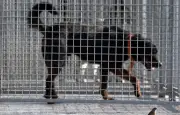 Propriétaire condamnée : son rottweiler euthanasié après attaque sur un bébé