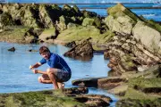 Sur la côte basque, l'algue mystérieuse qui rend malade