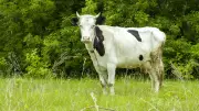 Un homme condamné pour agression sexuelle sur une vache à Fretin