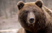 Un ours s'installe dans une voiture au Colorado, un homme le déloge avec une planche